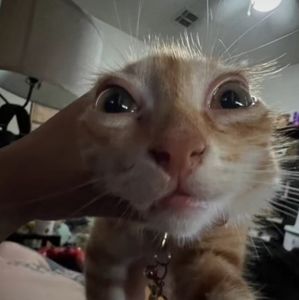 Meet your Posher, Alanys